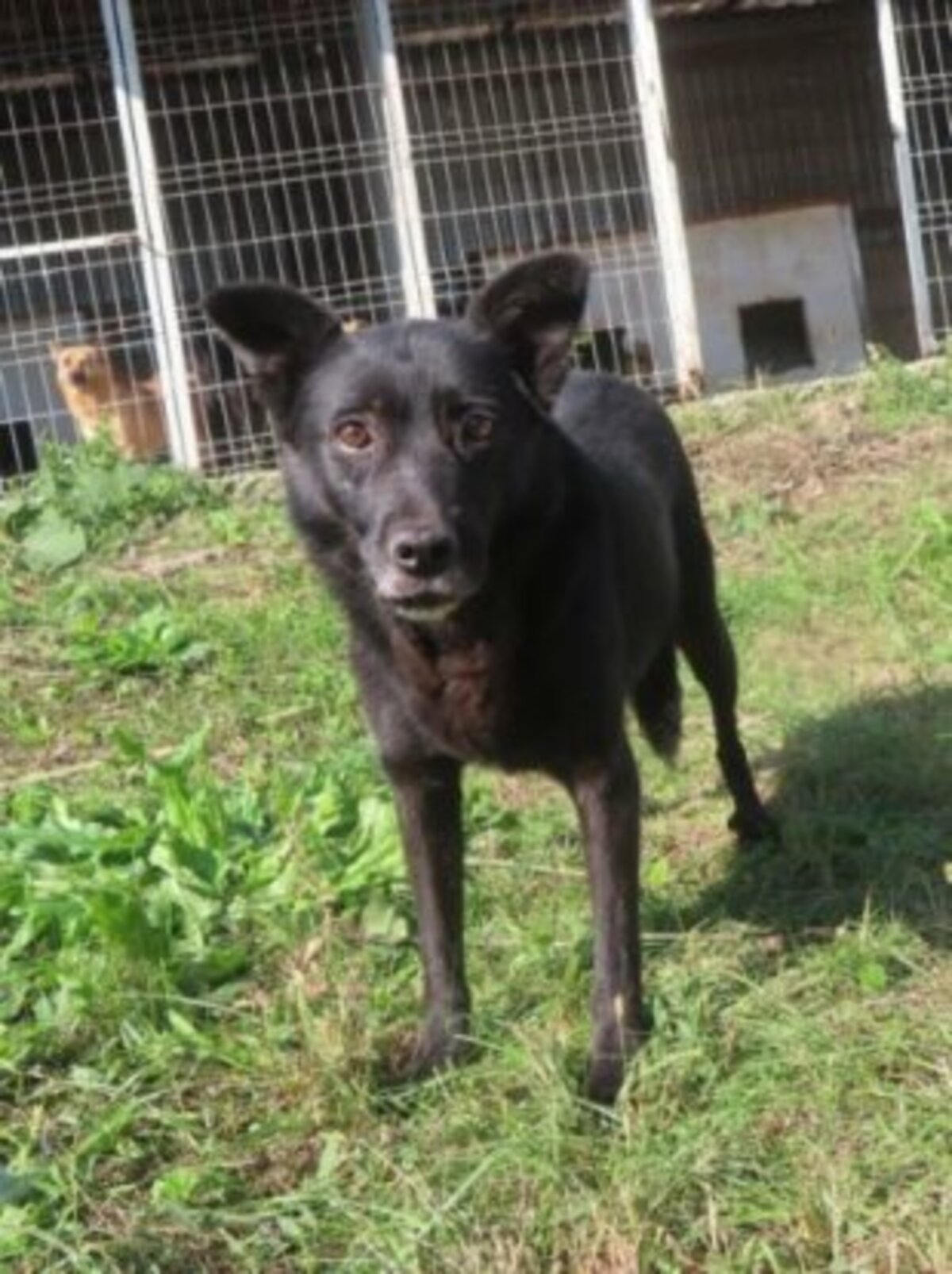 Adoption Mexique