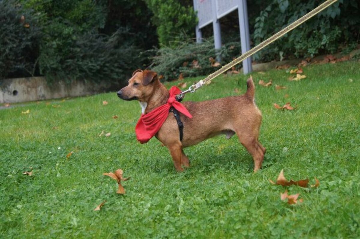Adoption Mickey