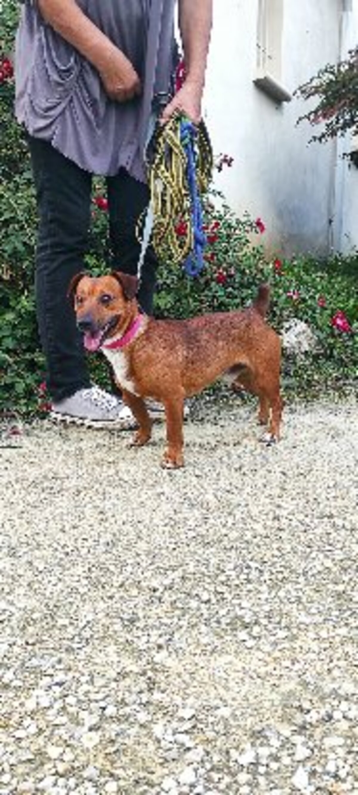 Adoption Mickey