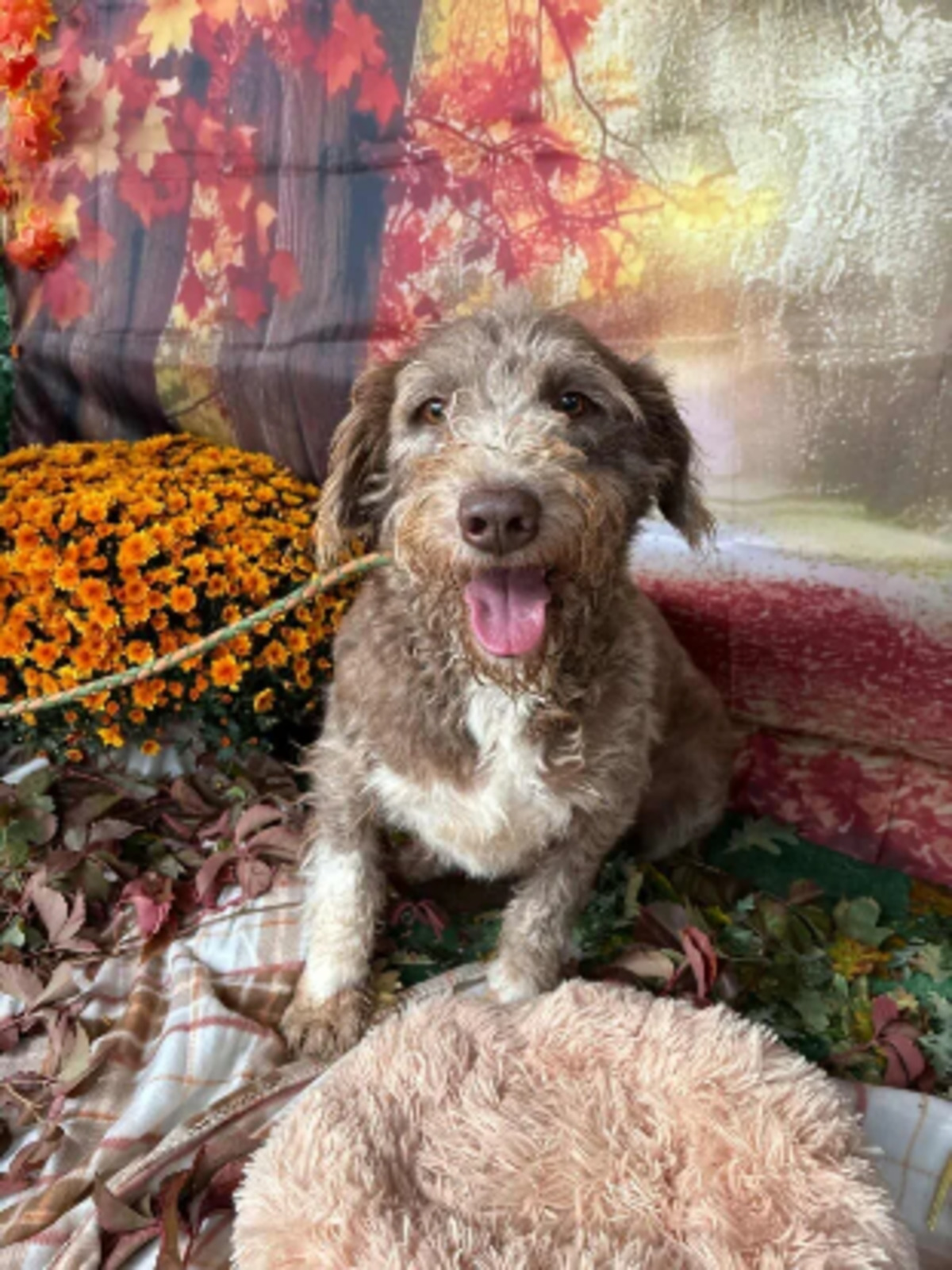 Adoption Mignon