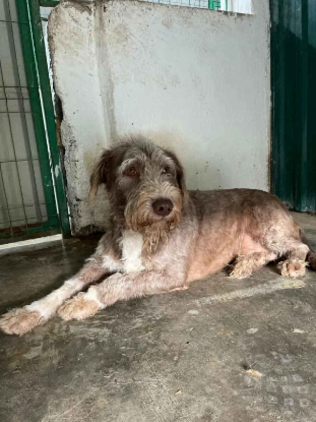 Adoption Mignon