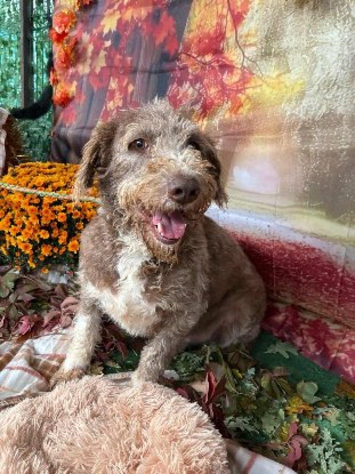 Adoption Mignon