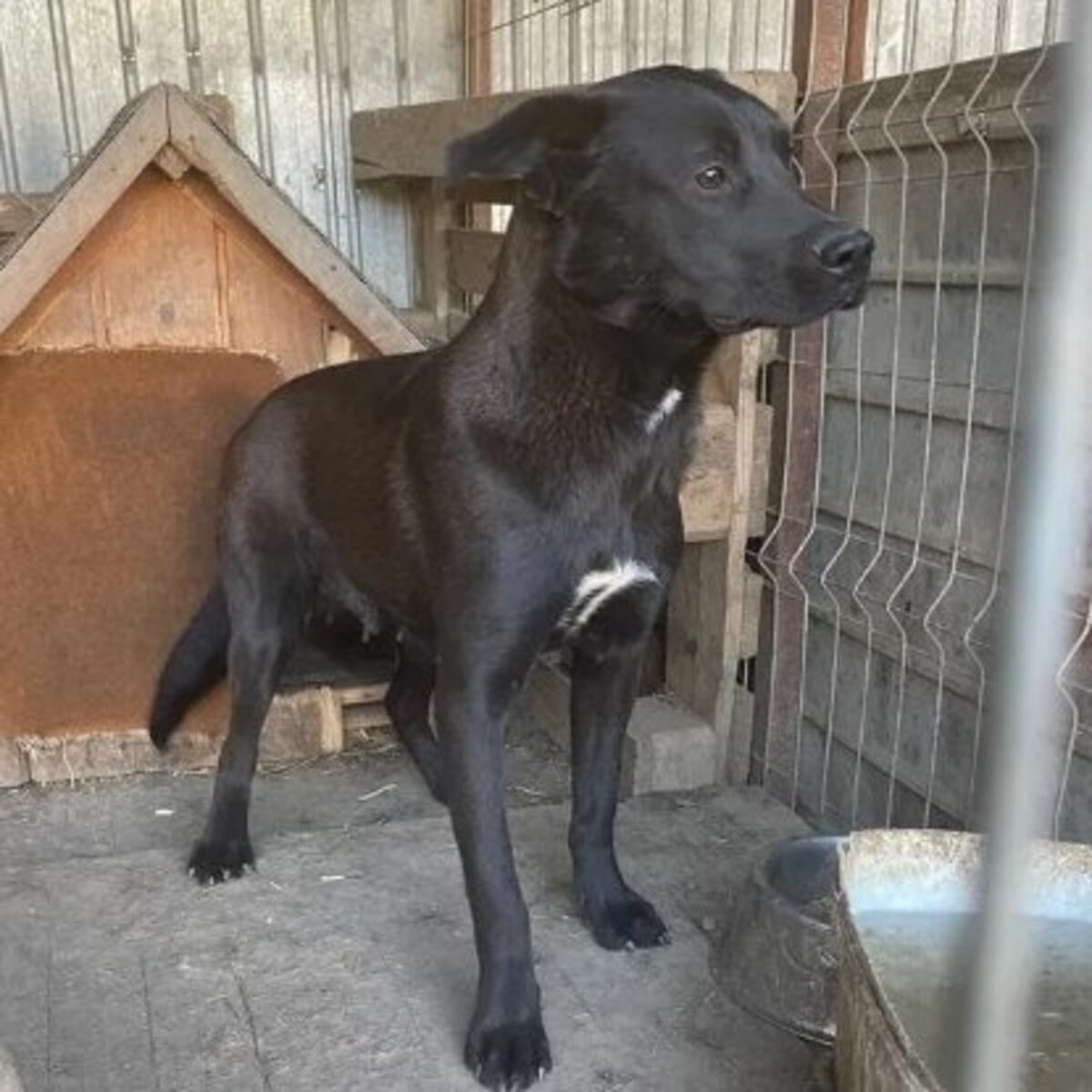 Adoption Mila