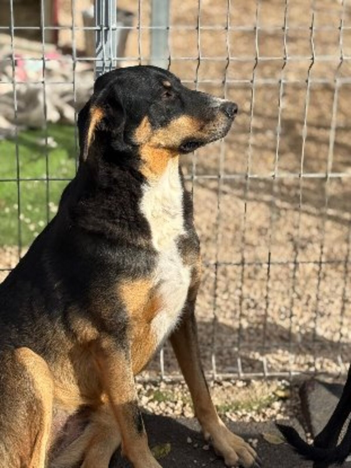Adoption Mila