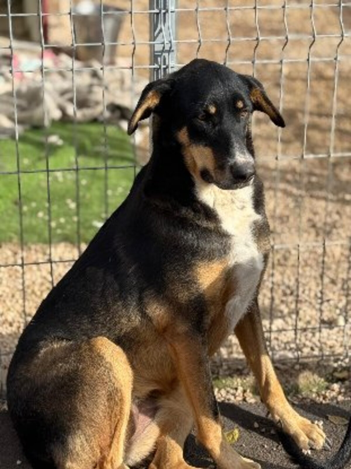 Adoption Mila