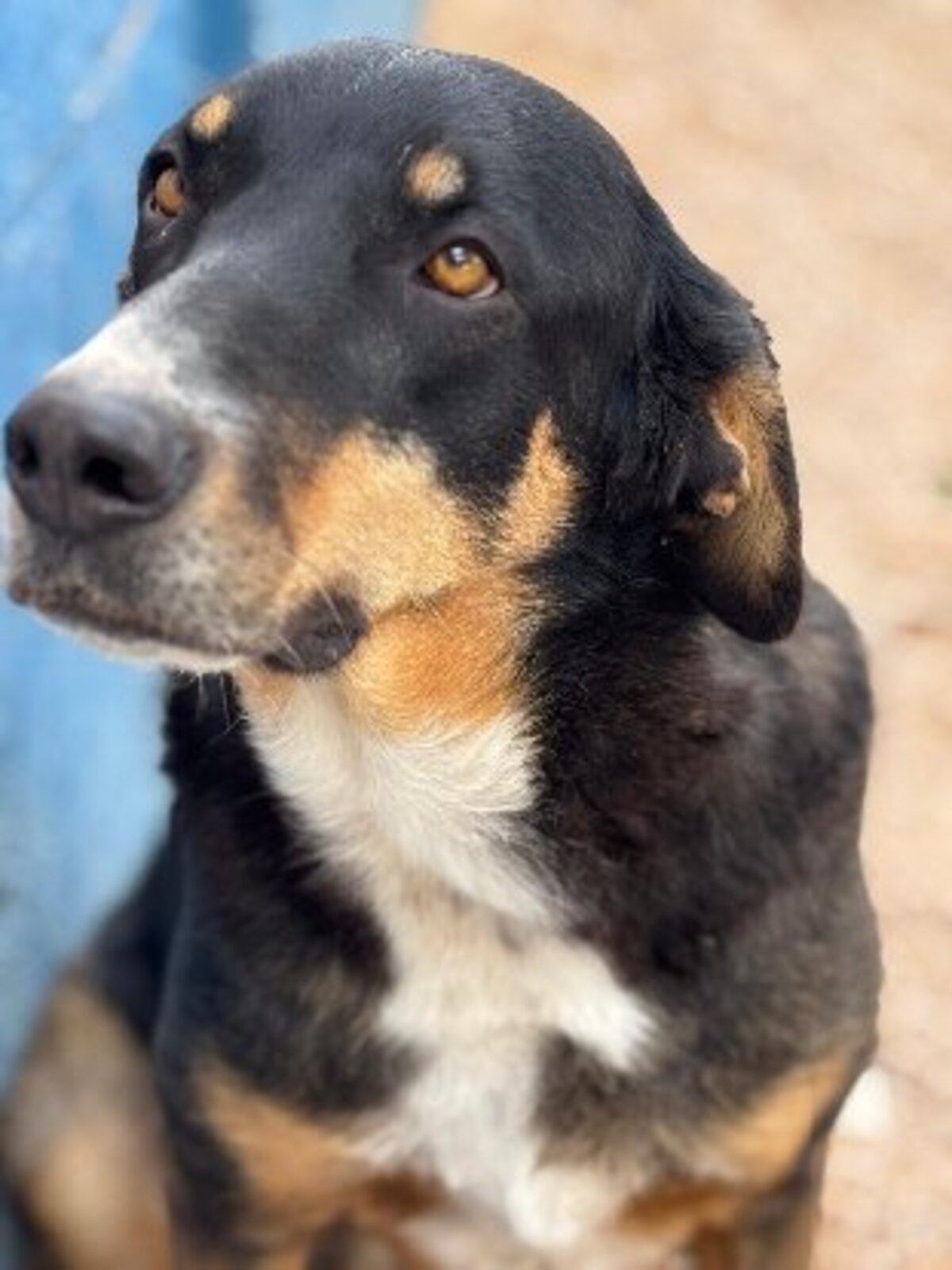 Adoption Mila