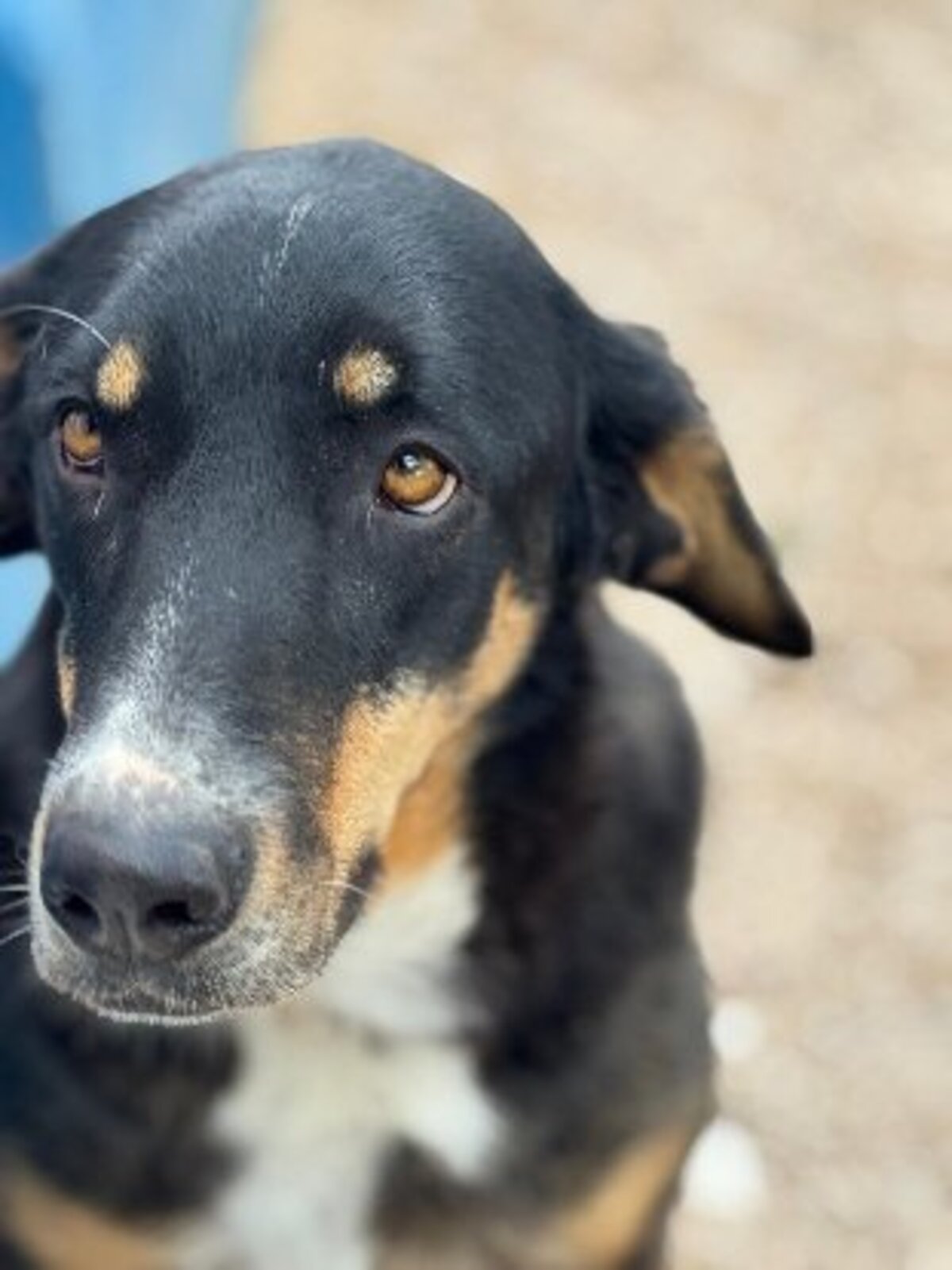 Adoption Mila