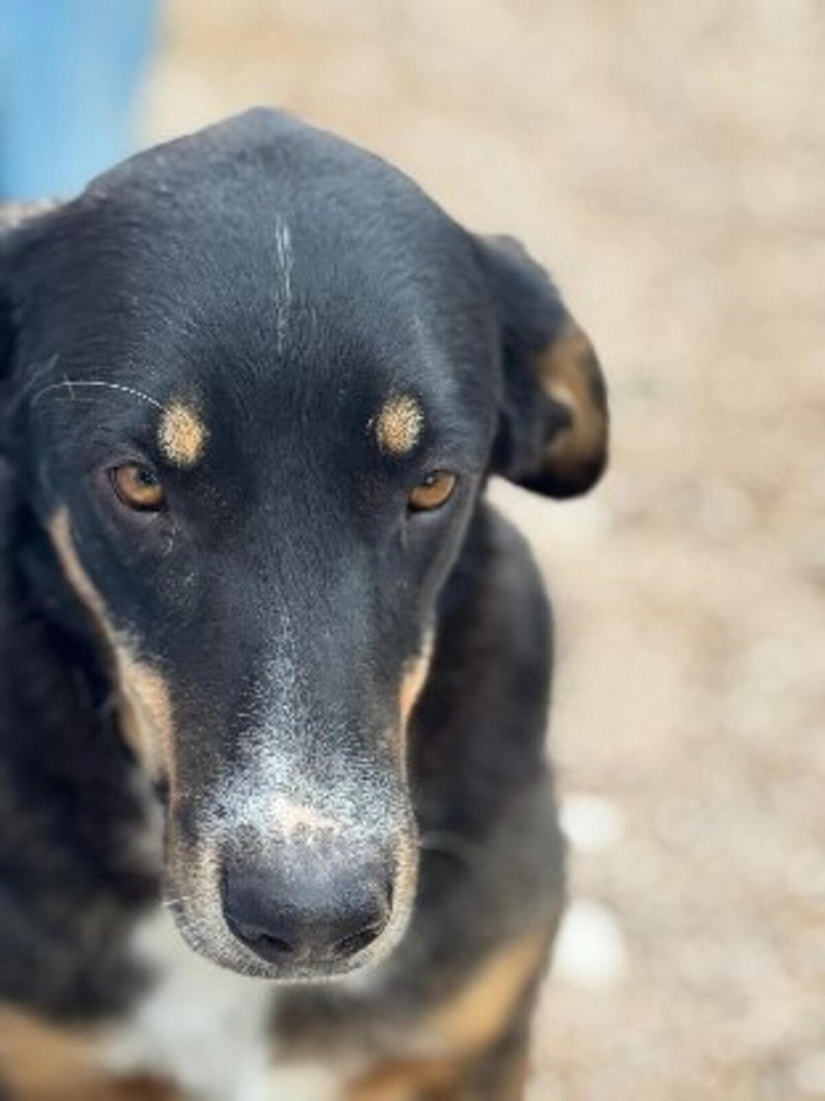 Adoption Mila