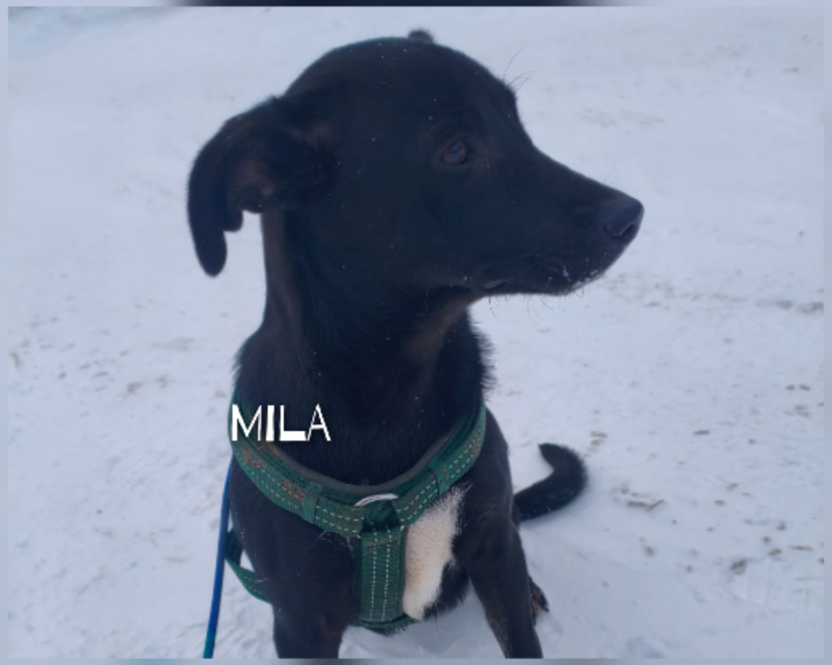Adoption Mila