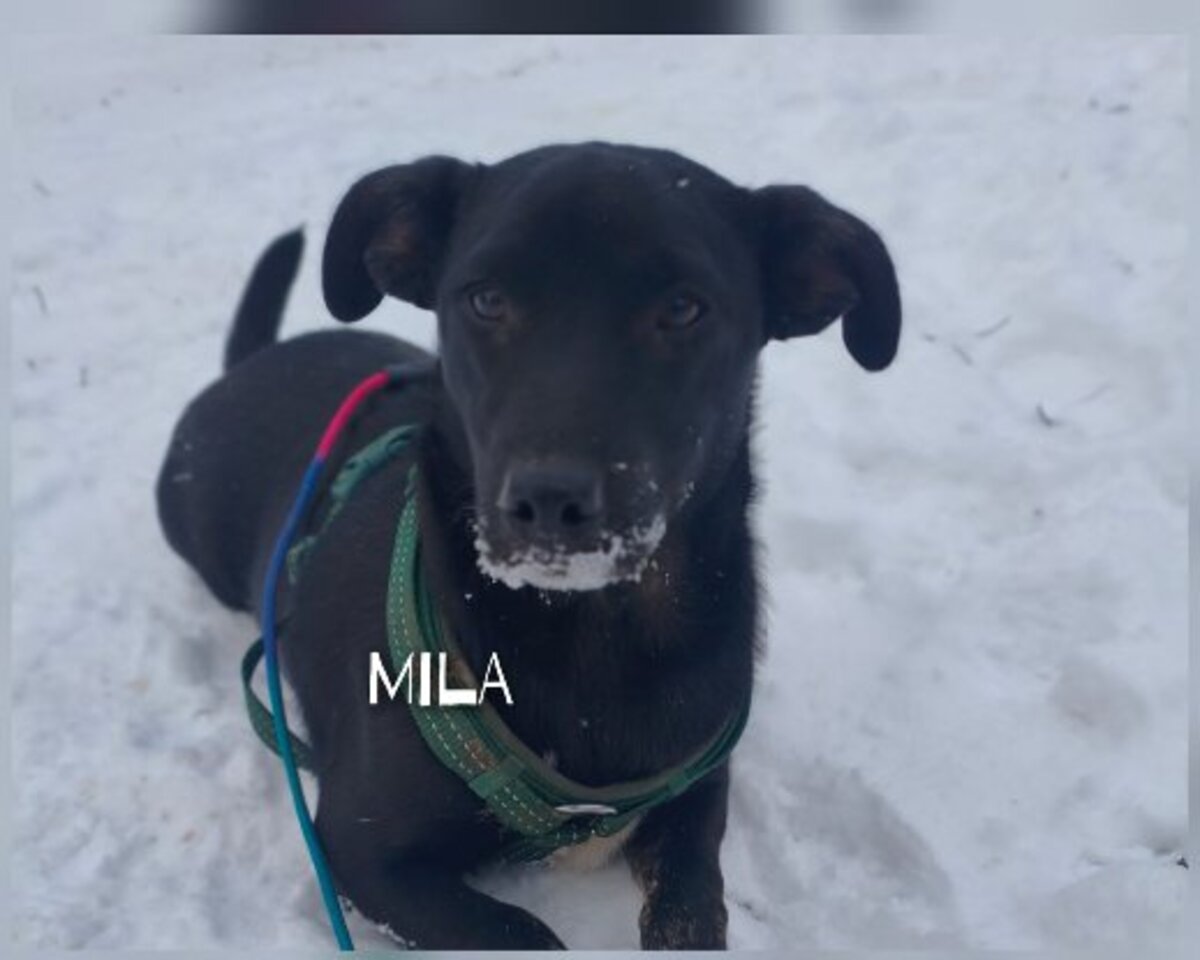 Adoption Mila