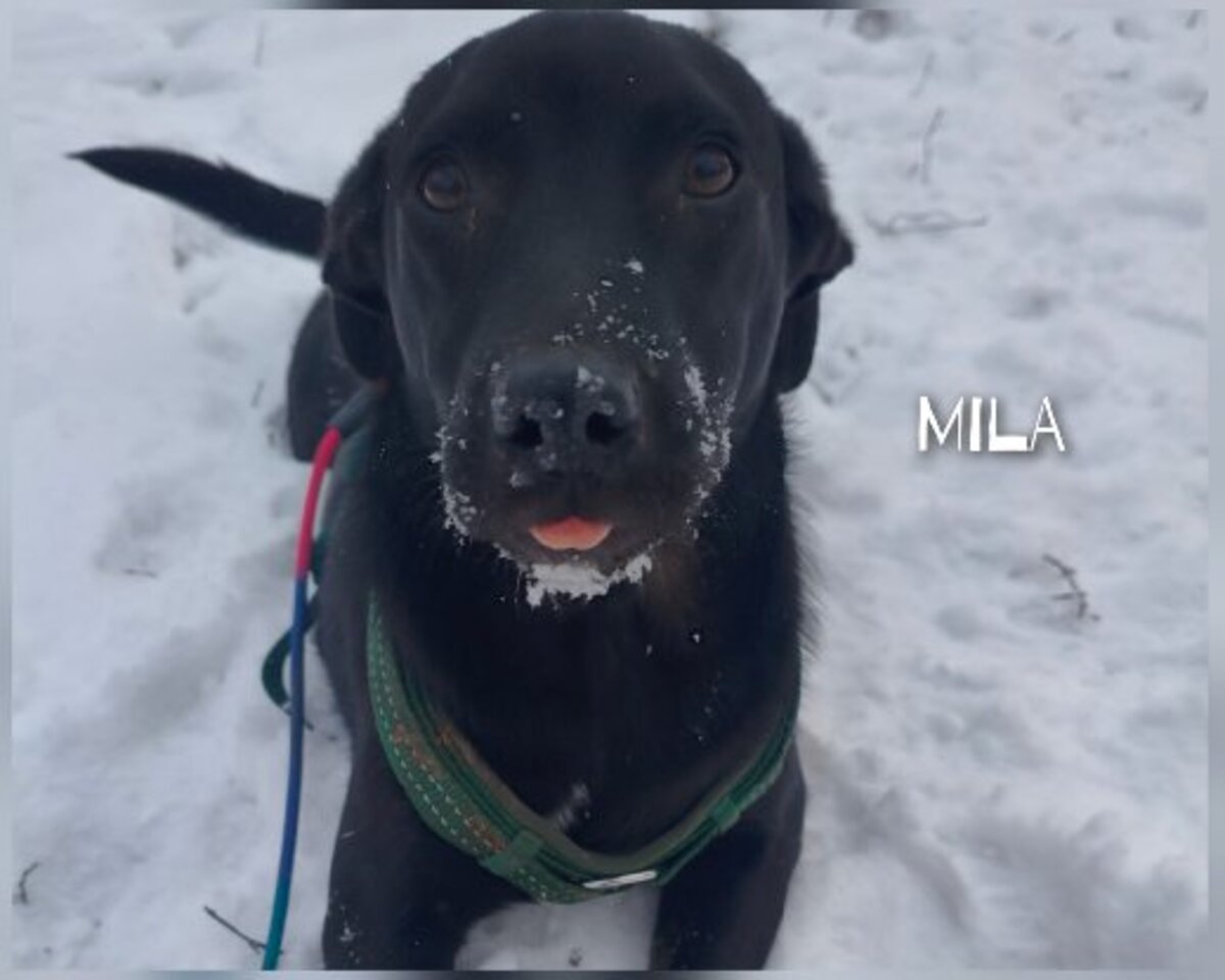 Adoption Mila