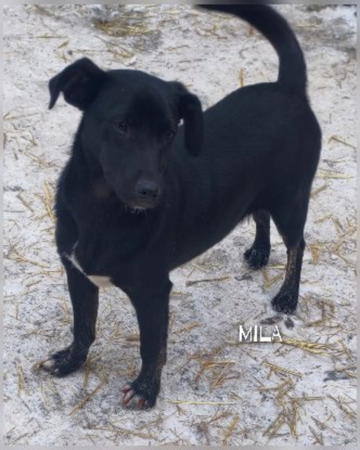 Adoption Mila