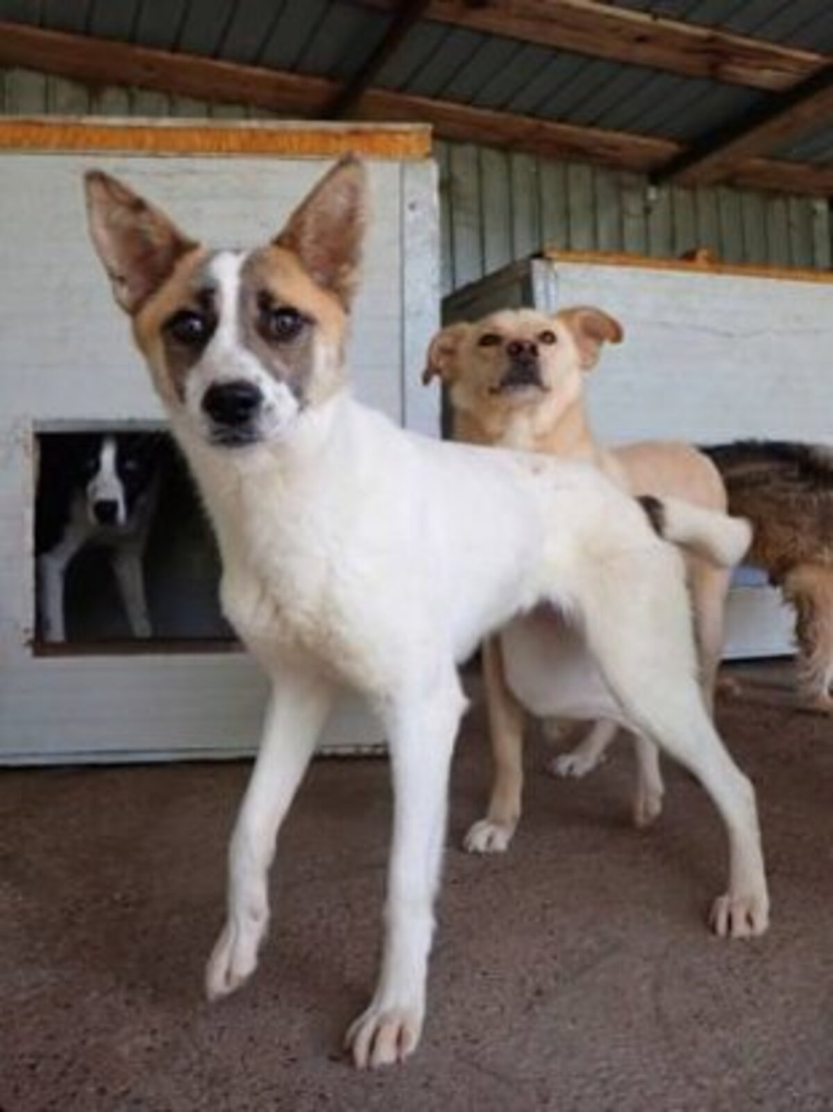 Adoption Milen