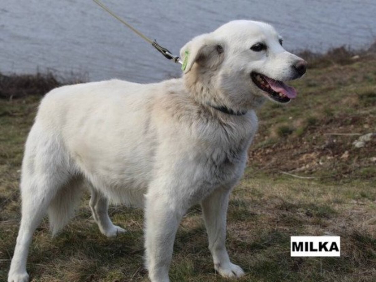 Adoption Milka