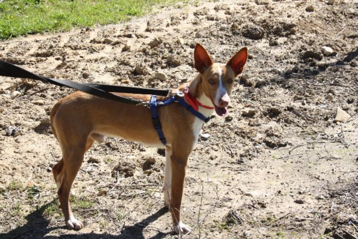 Adoption Milky