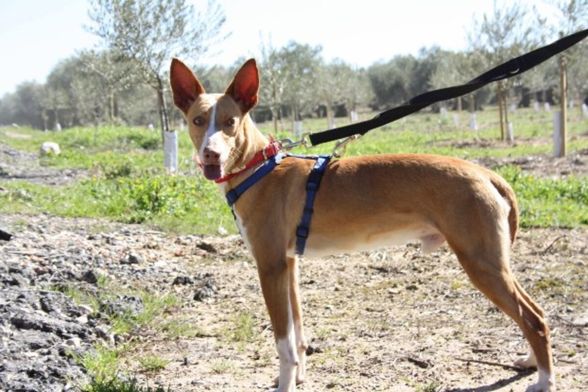 Adoption Milky