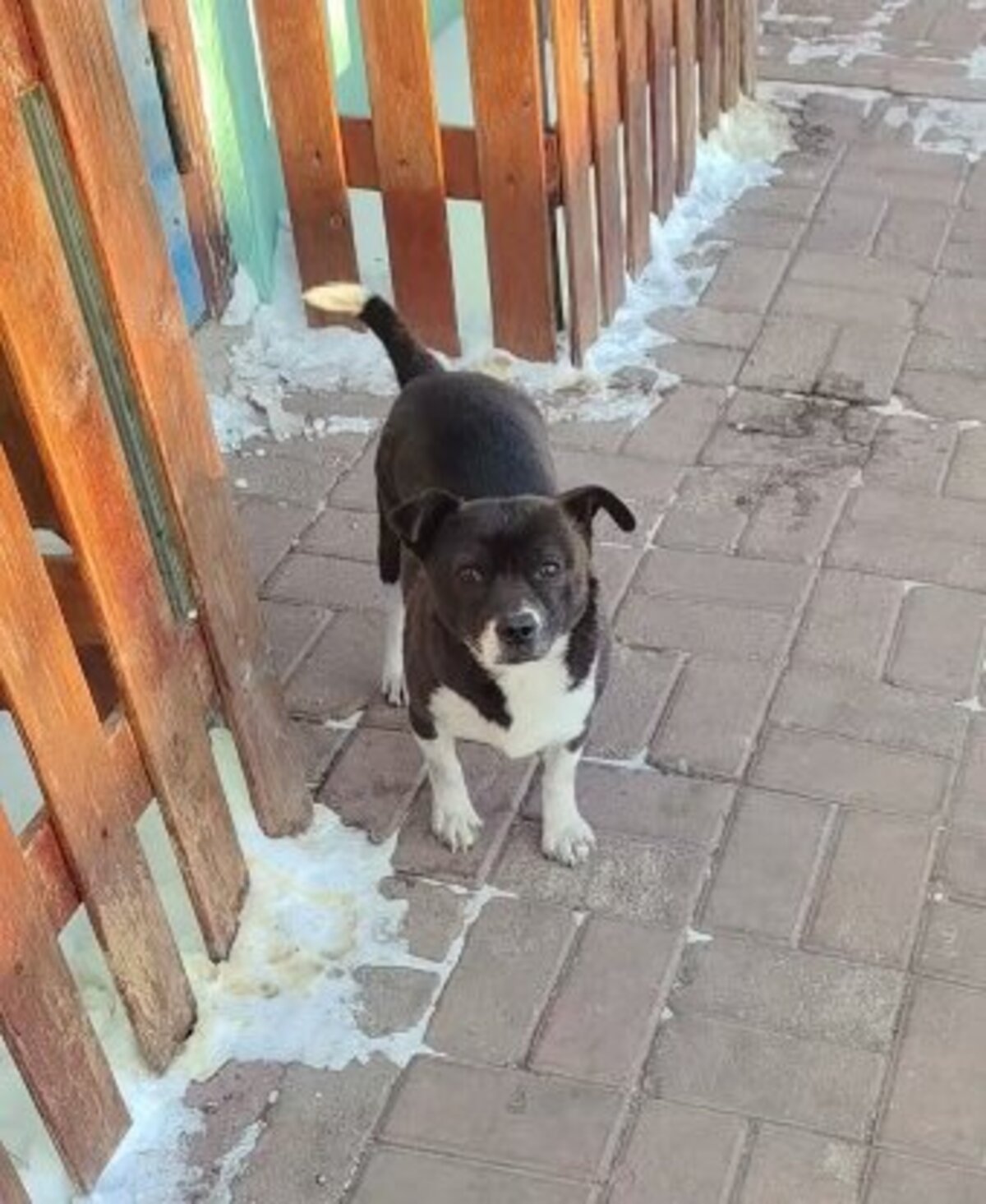 Adoption Millie