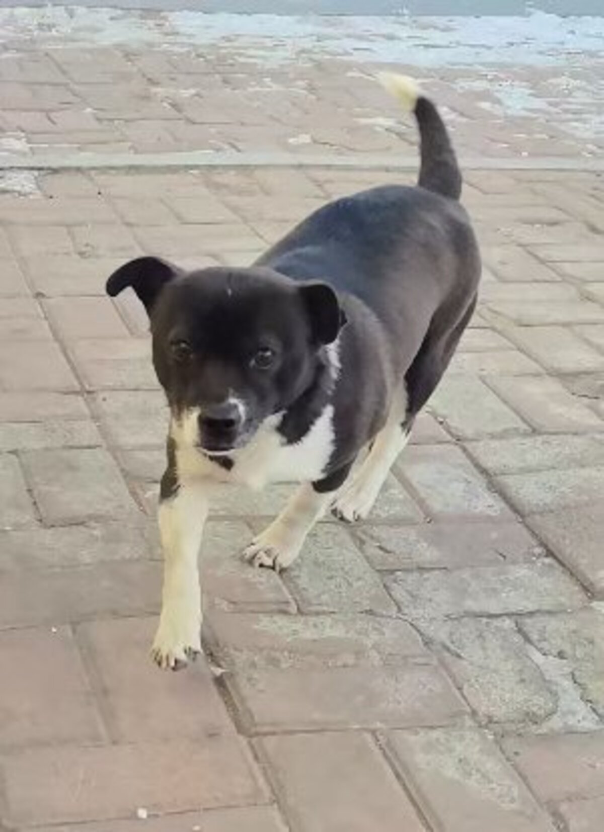 Adoption Millie