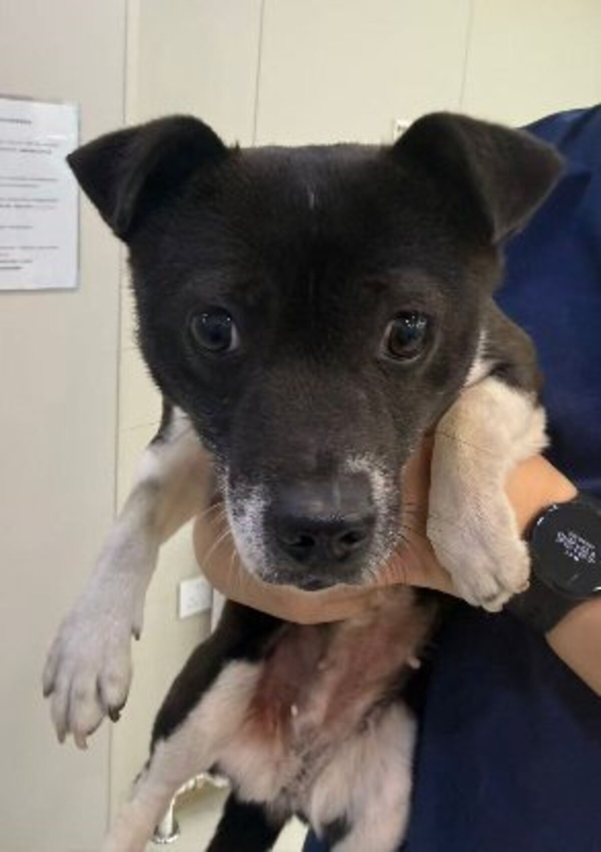 Adoption Millie