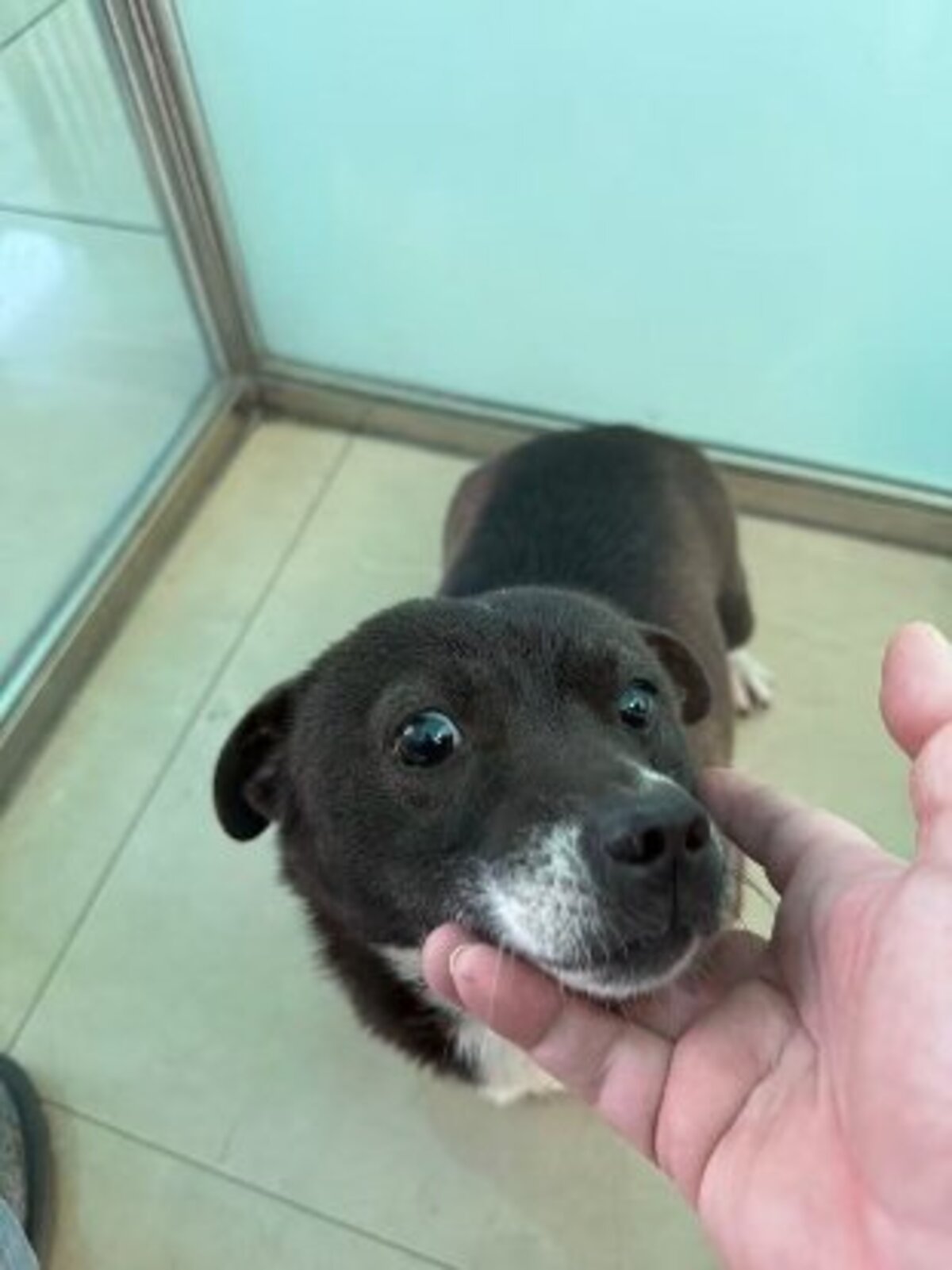 Adoption Millie