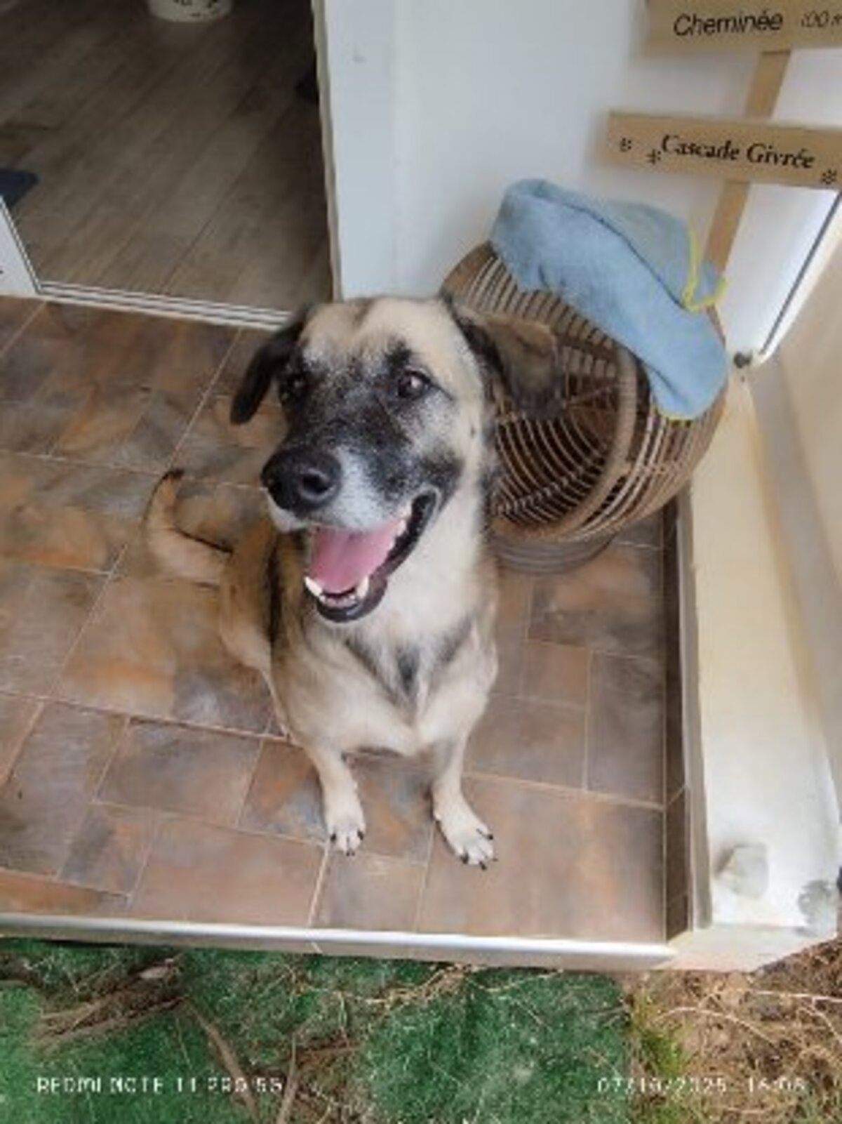 Adoption Milo