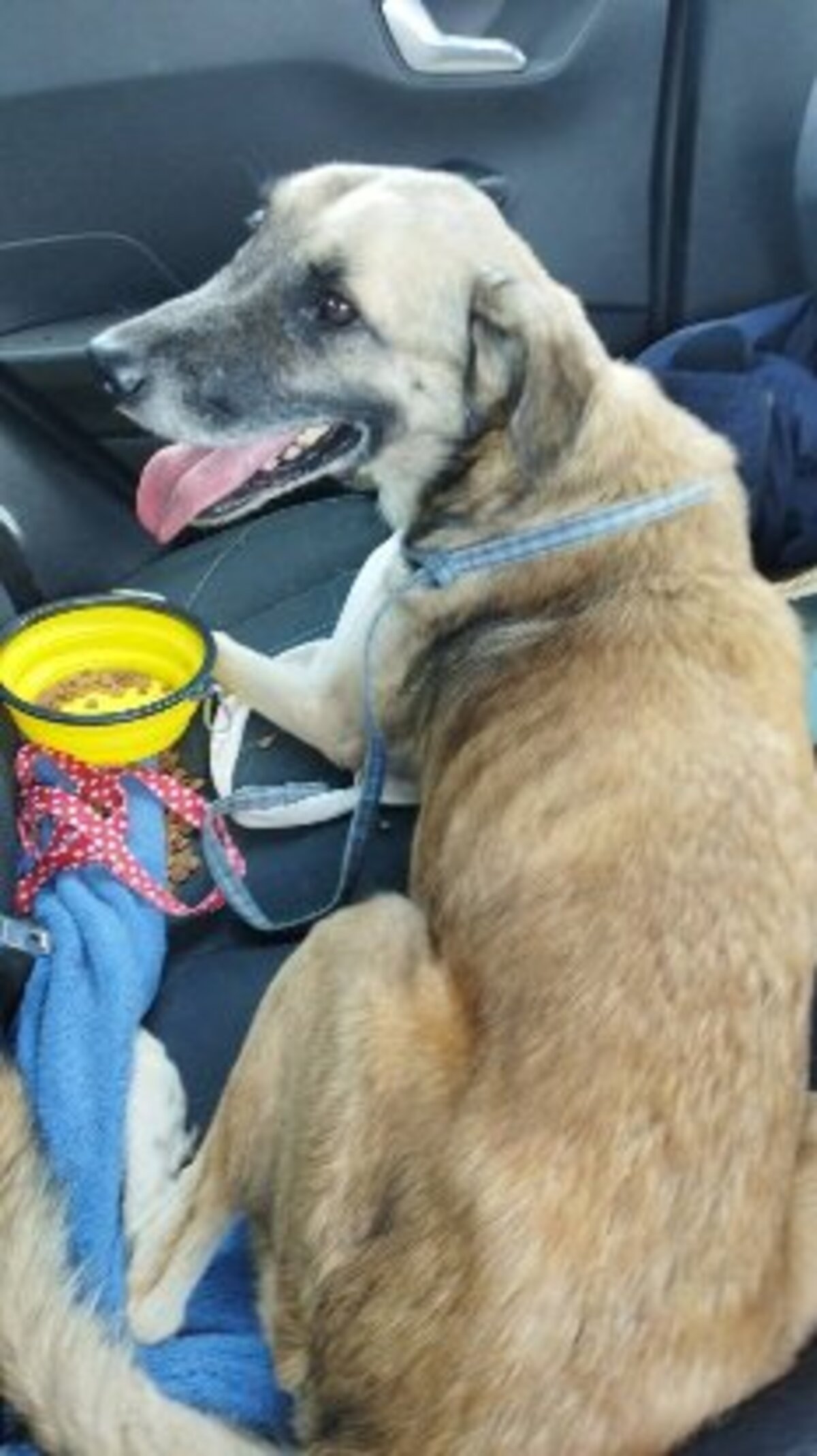 Adoption Milo