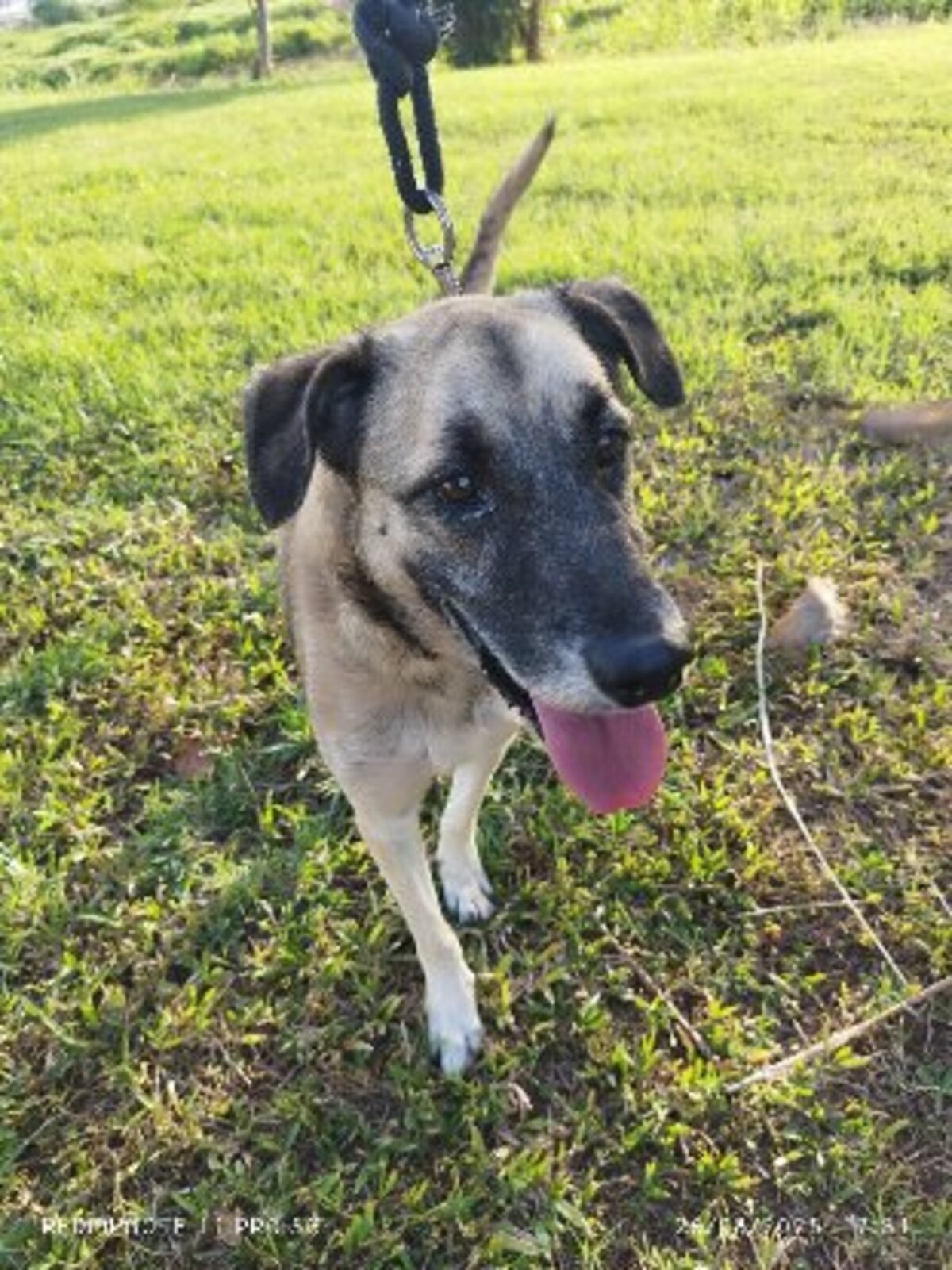 Adoption Milo