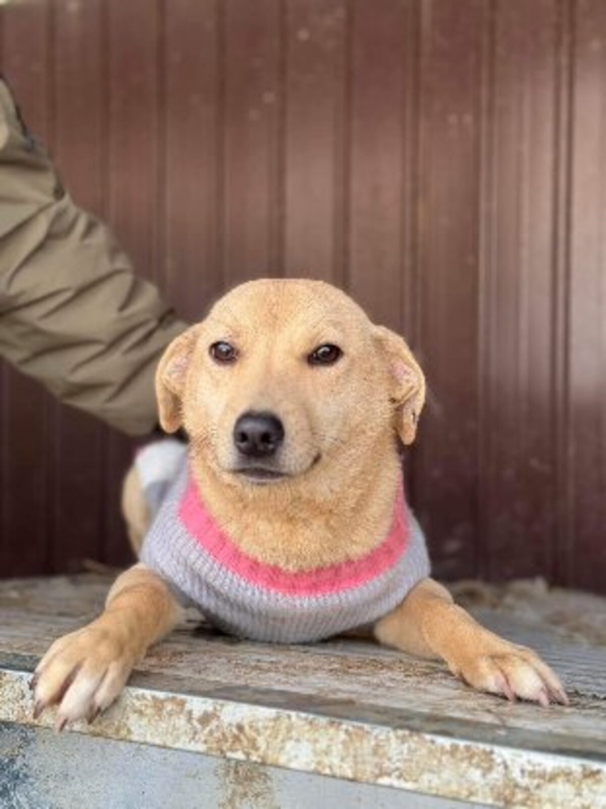 Adoption Mimi