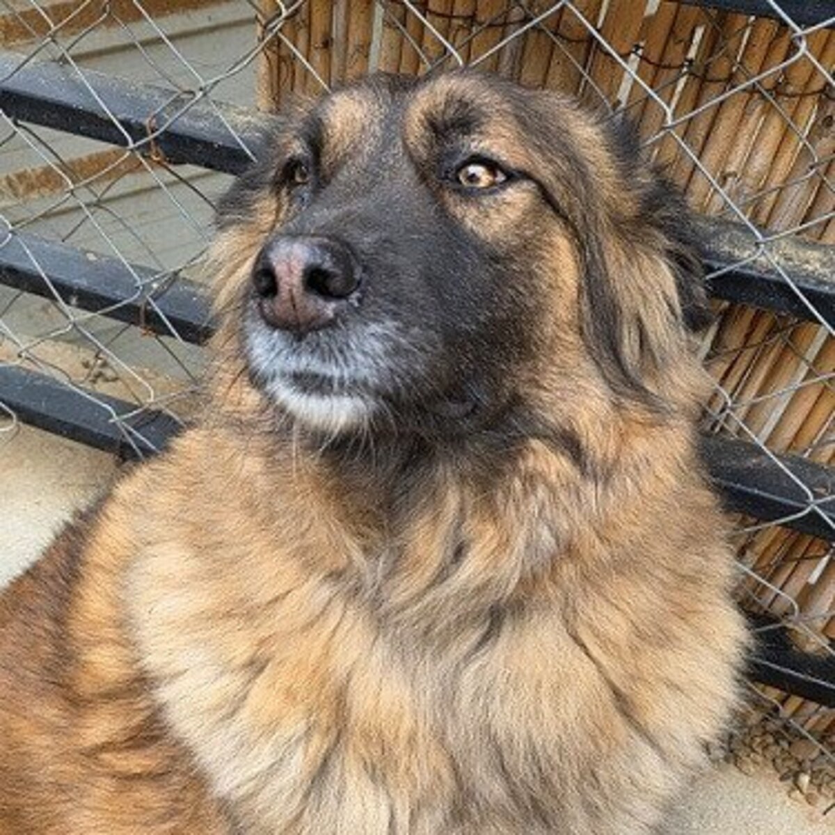 Adoption Minnie
