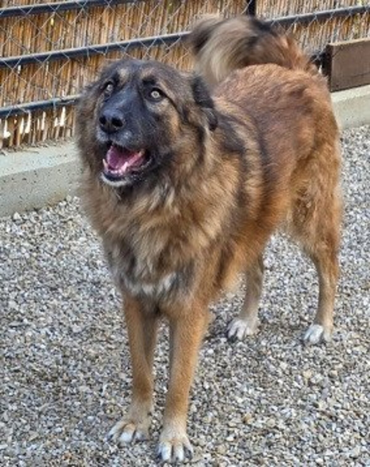 Adoption Minnie