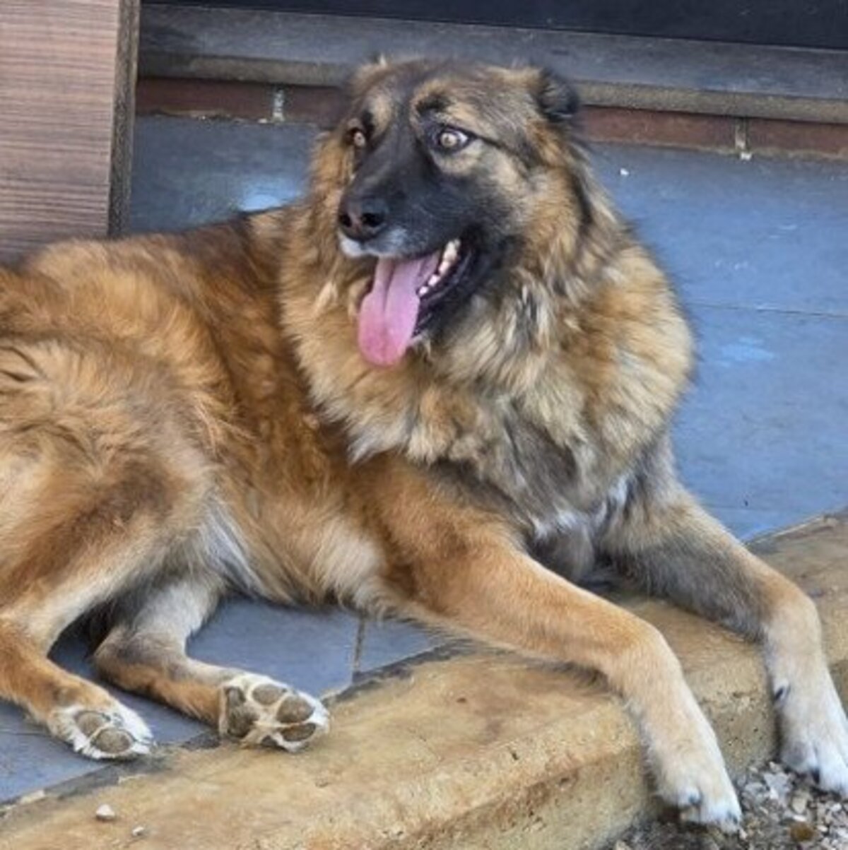 Adoption Minnie