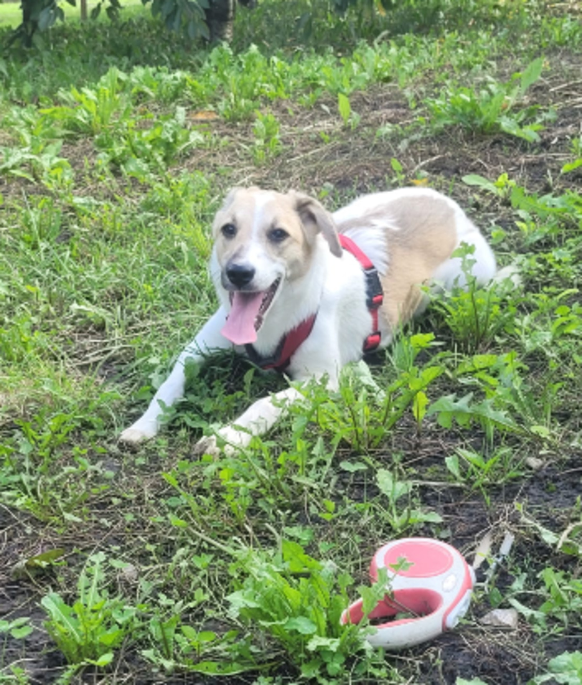 Adoption Minty