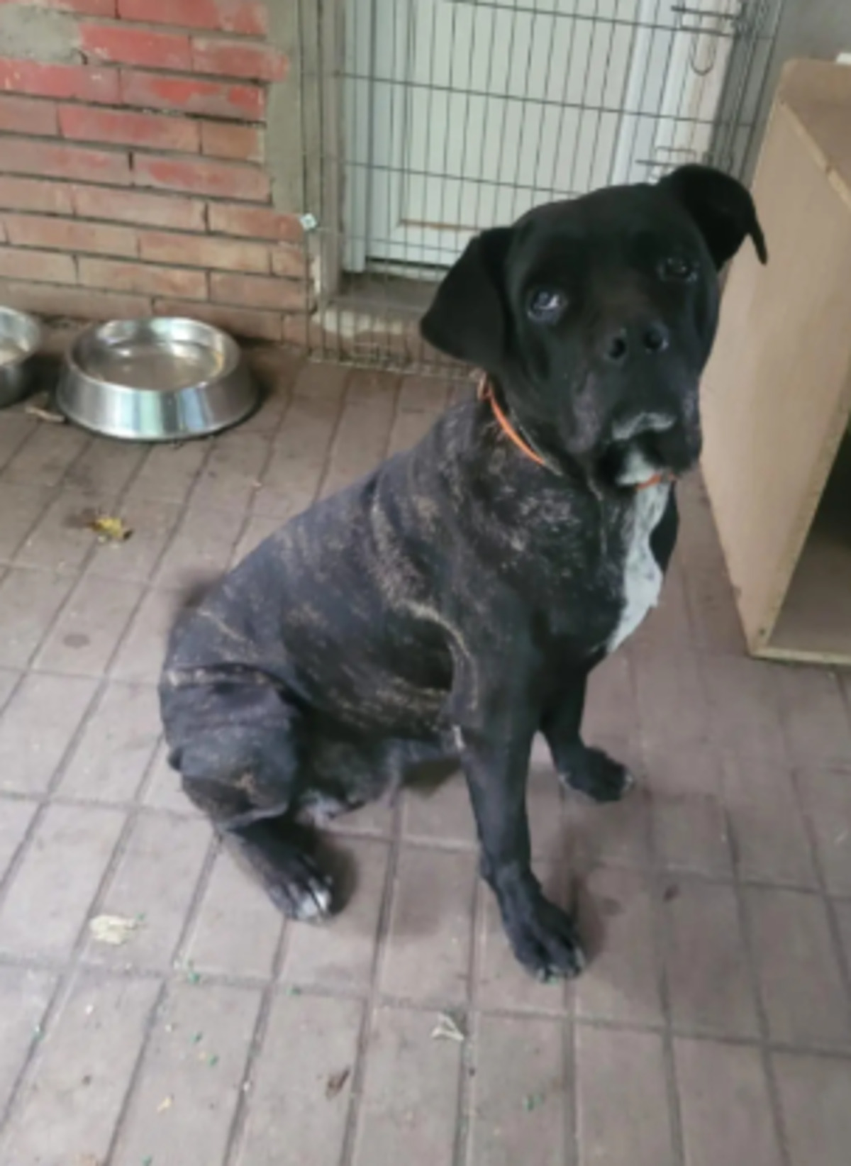 Adoption Mira