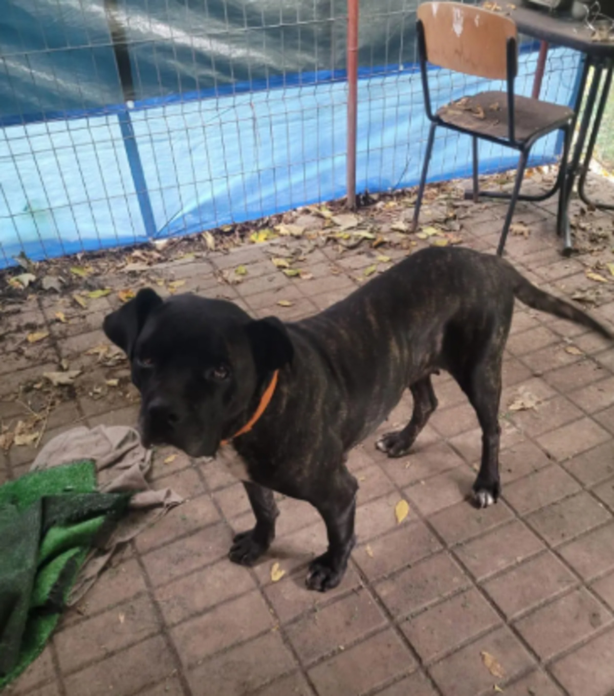 Adoption Mira