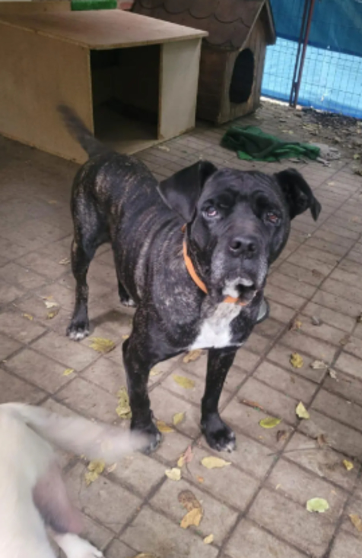 Adoption Mira