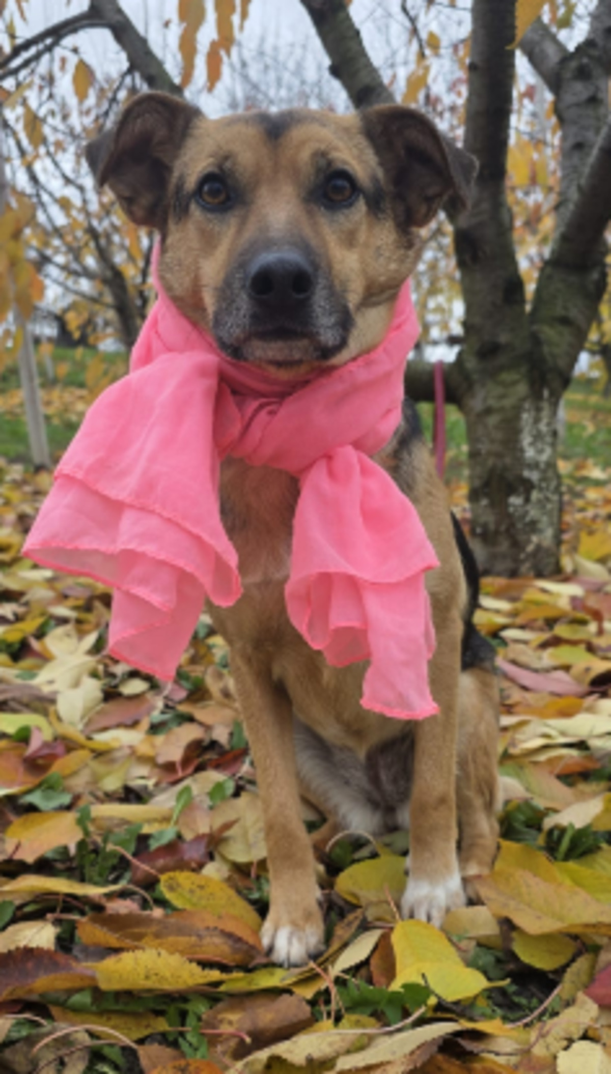 Adoption Mirabel