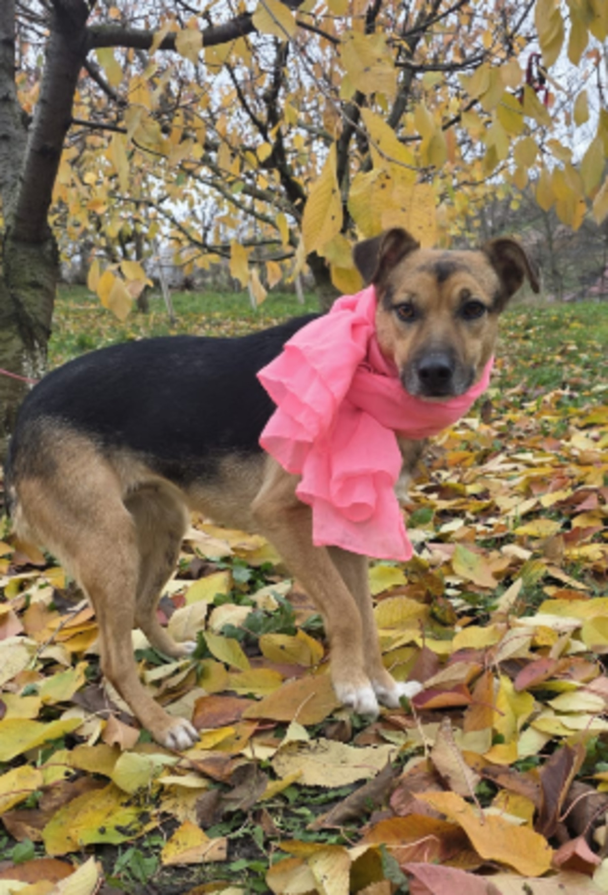 Adoption Mirabel