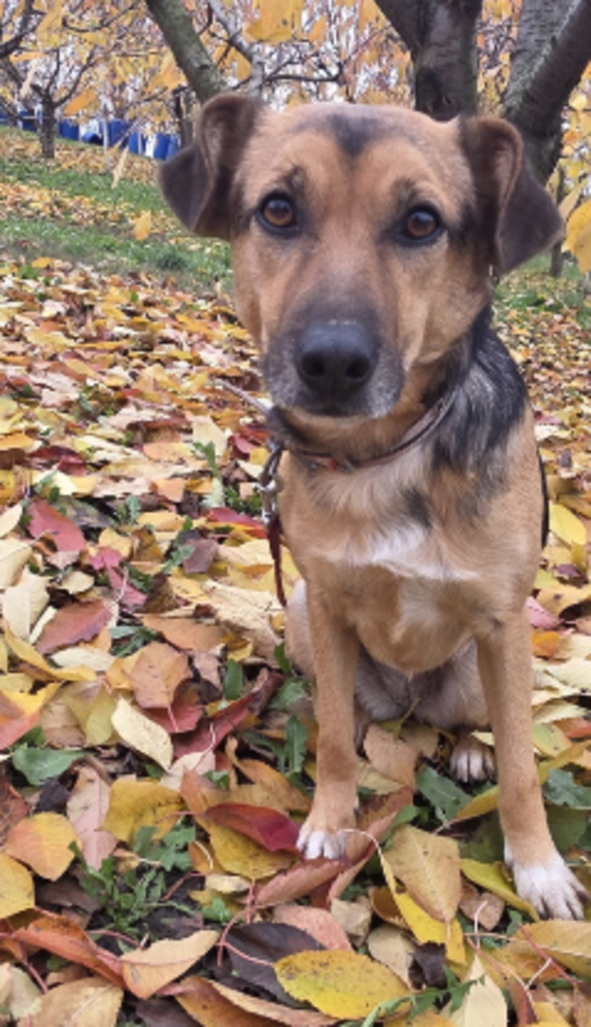Adoption Mirabel