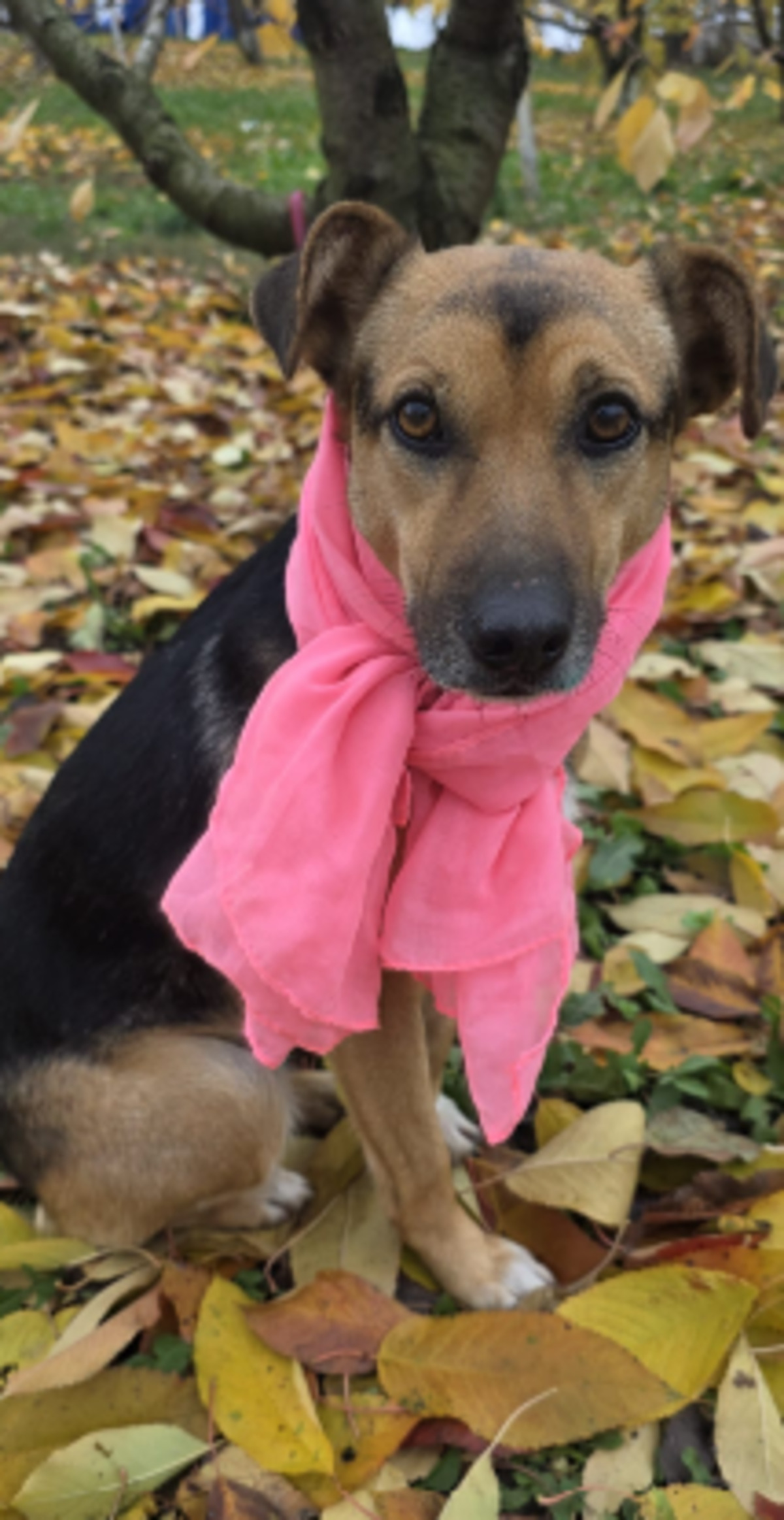 Adoption Mirabel