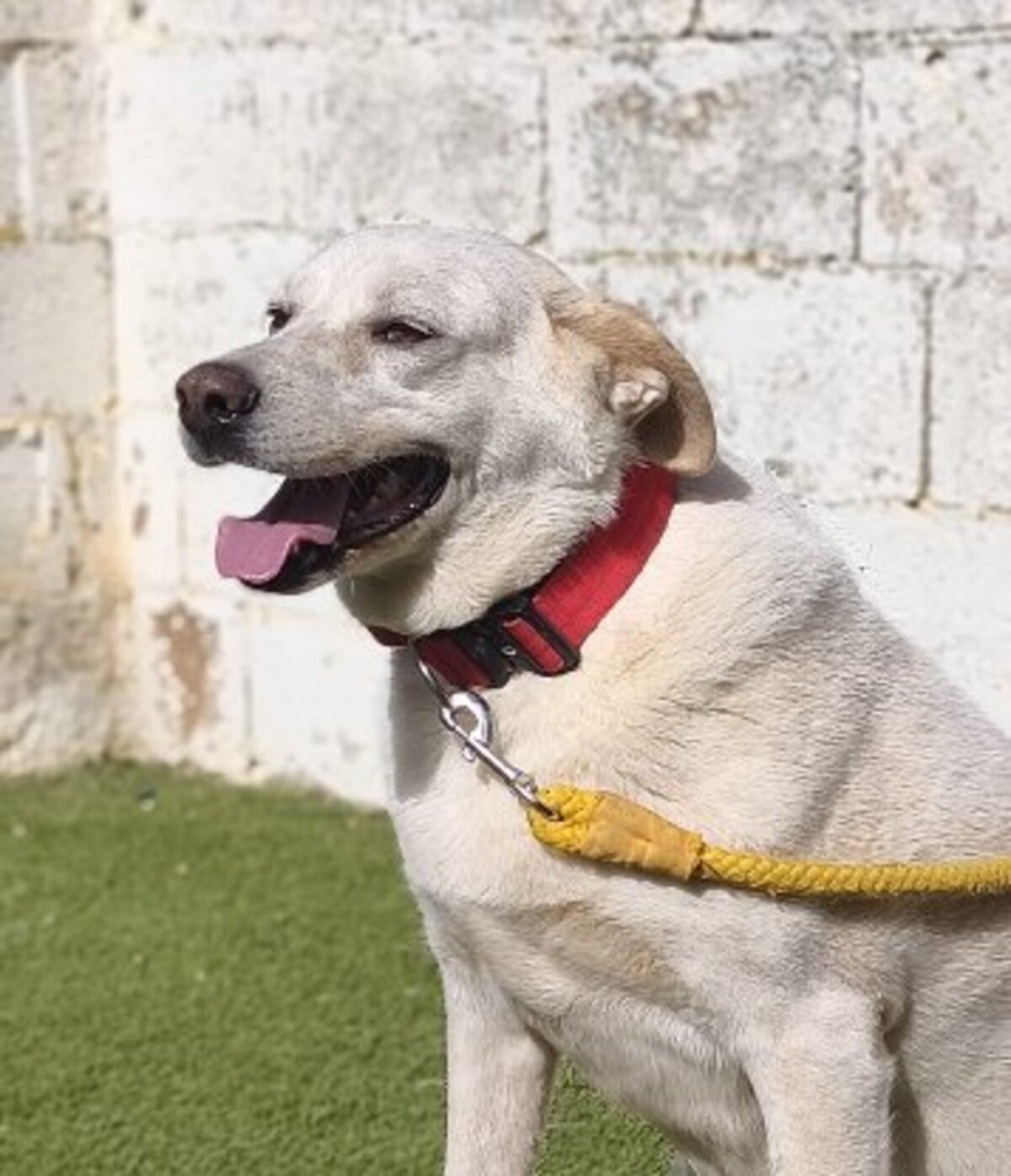 Adoption Miranda