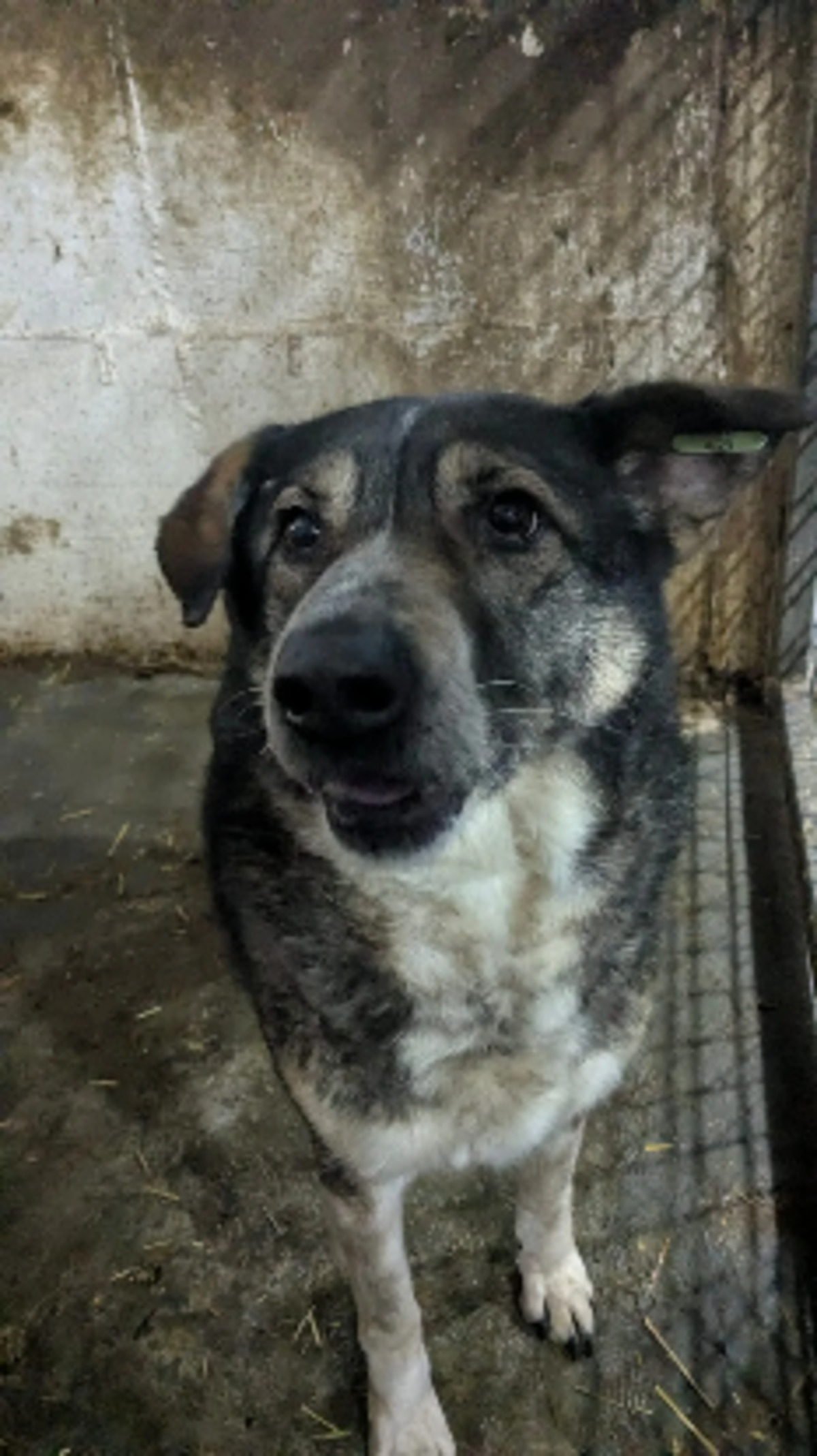 Adoption Mireille