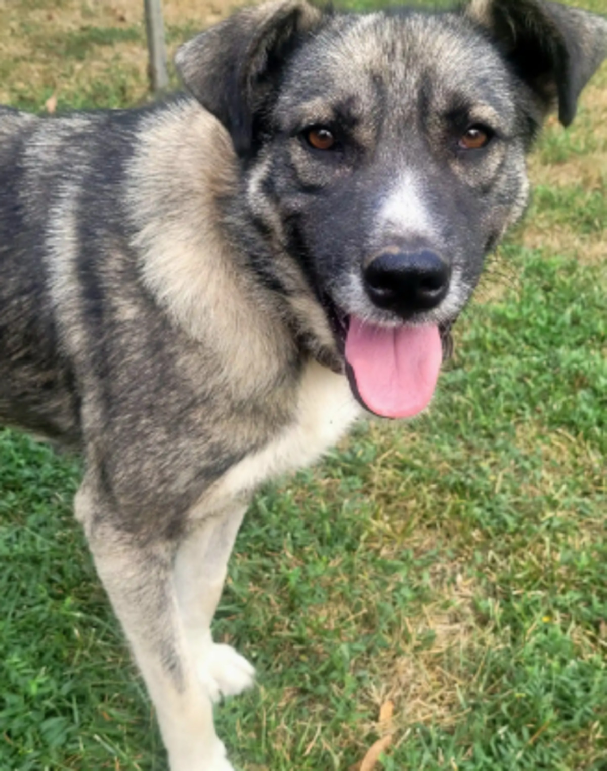 Adoption Misti