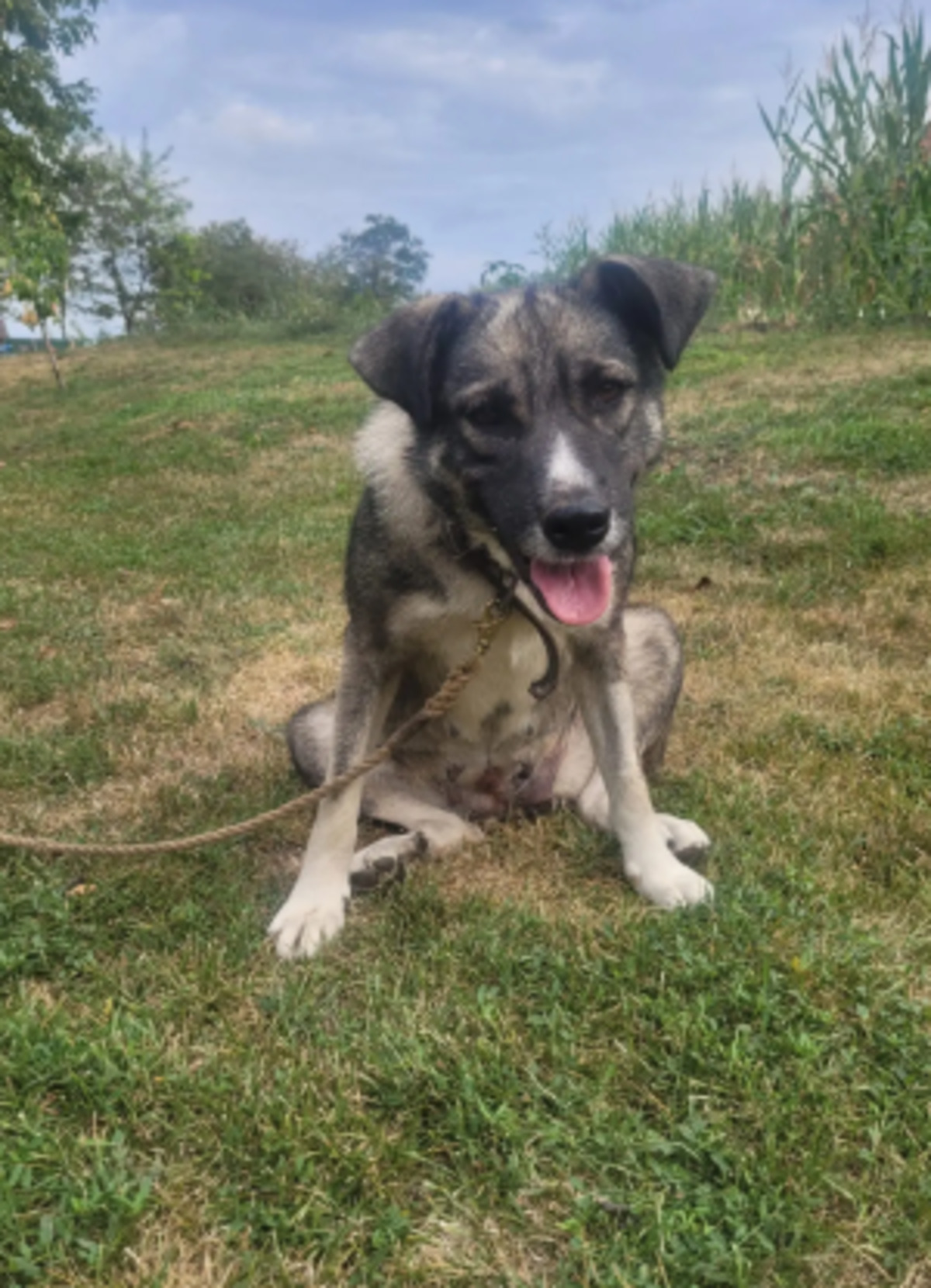 Adoption Misti