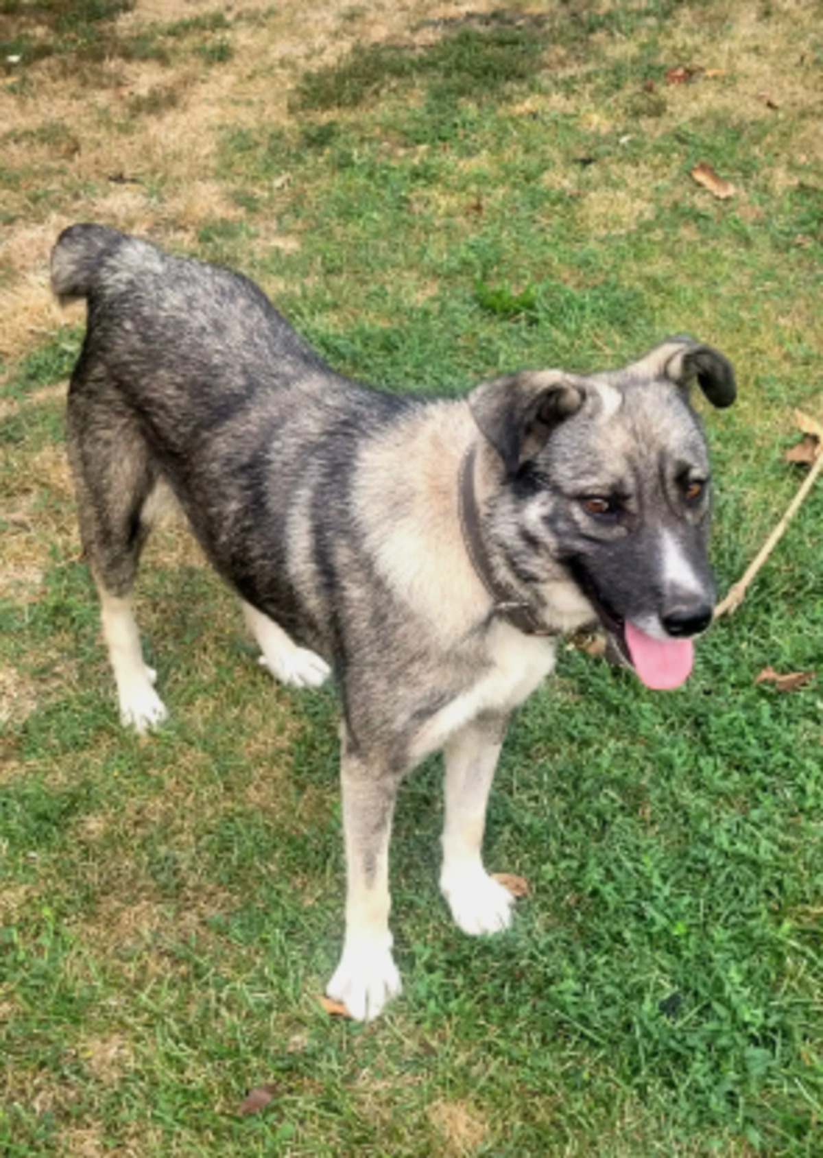 Adoption Misti
