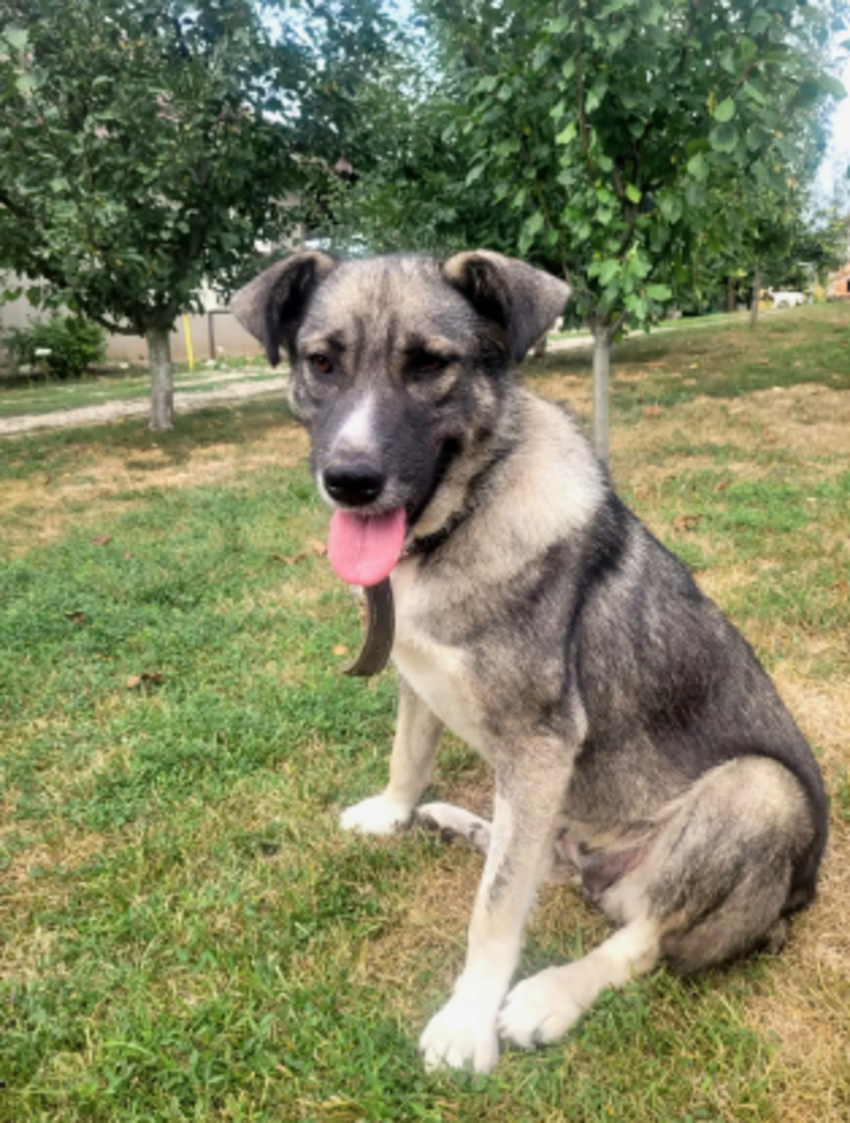 Adoption Misti