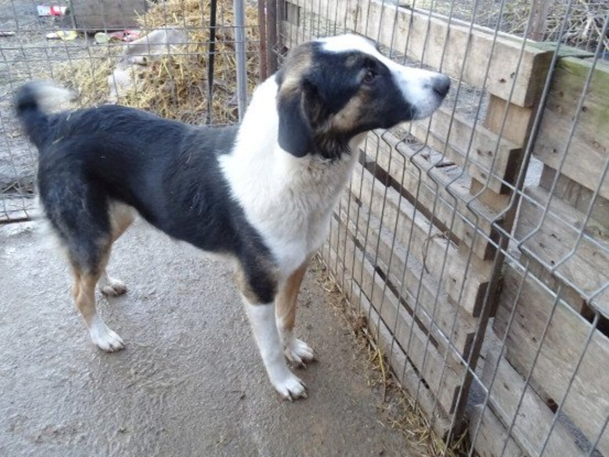Adoption Mistral