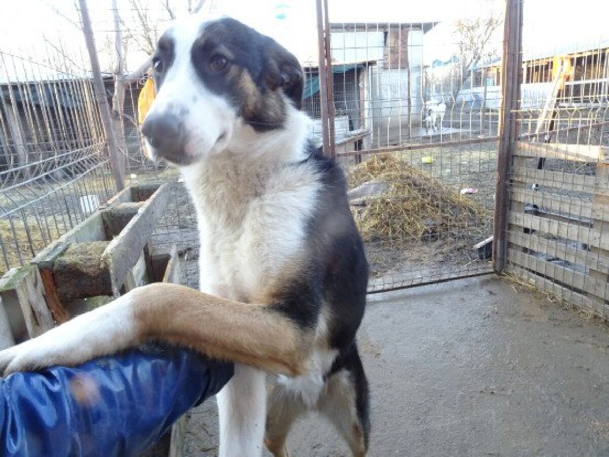 Adoption Mistral