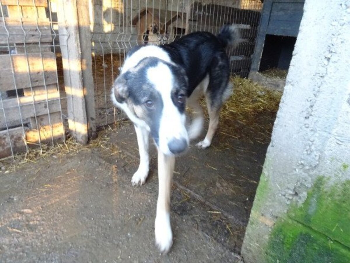 Adoption Mistral