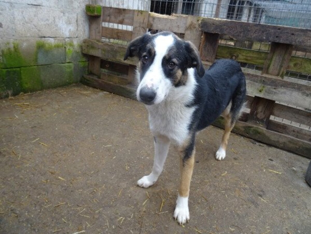 Adoption Mistral