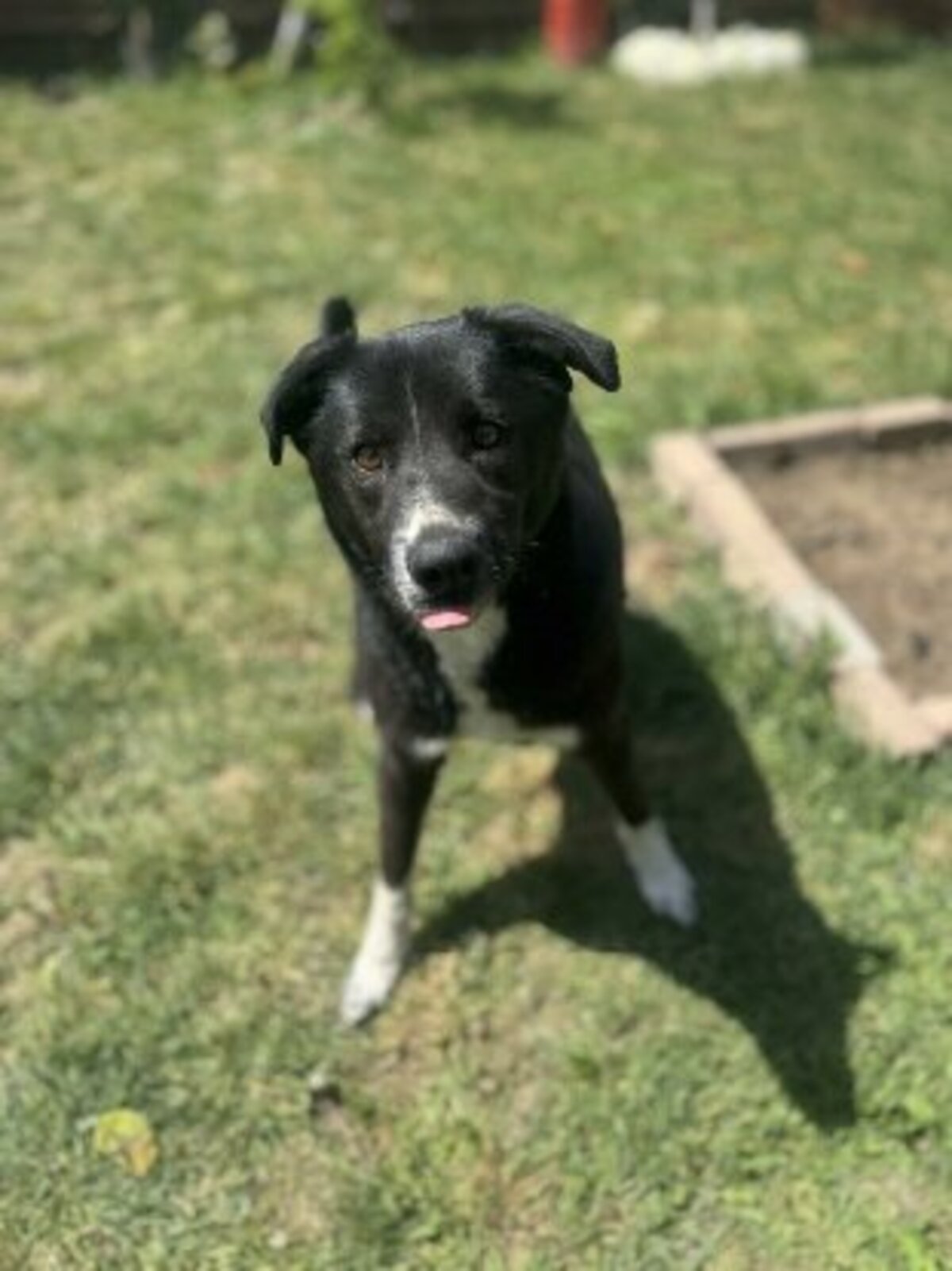 Adoption Mistral